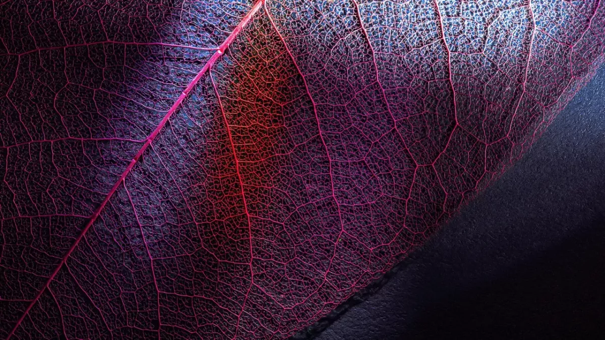 Close up of a leaf with red veins. Shadows cover it.