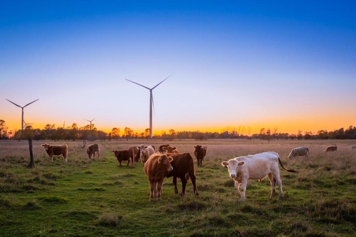 Cows walk among wind turbines