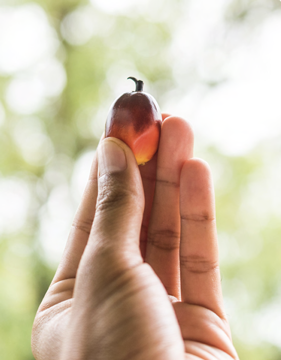 person holding a seed