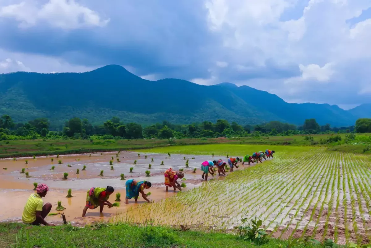 Farmers pick crops by hand