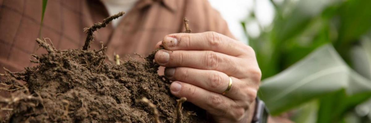 farmer examining roots in a mound of dirt