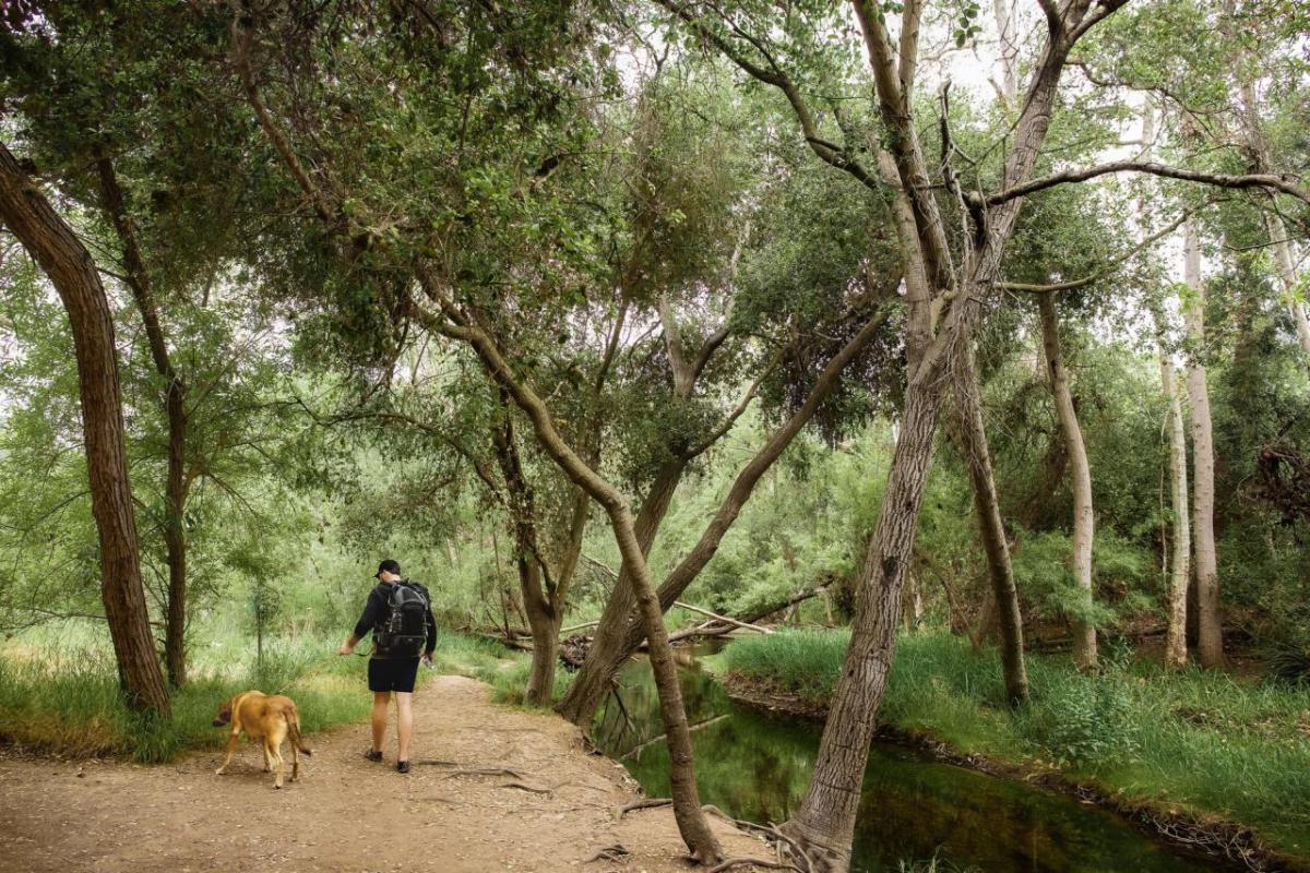 A person and a dog on a leash walking in a forested setting.