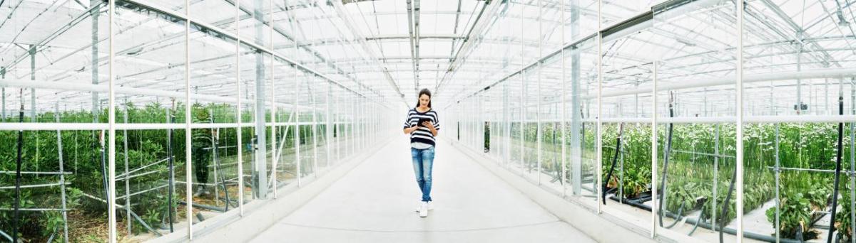 A person looking at an electronic device walking down a pathway in a bright greenhouse.