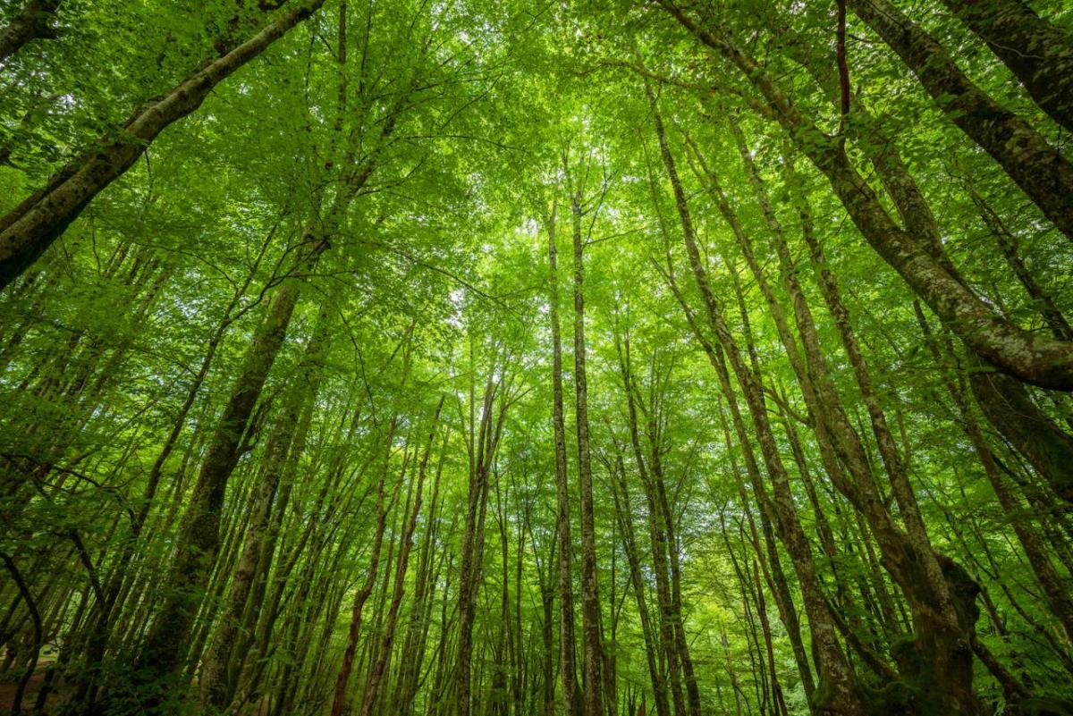 Green tall trees 