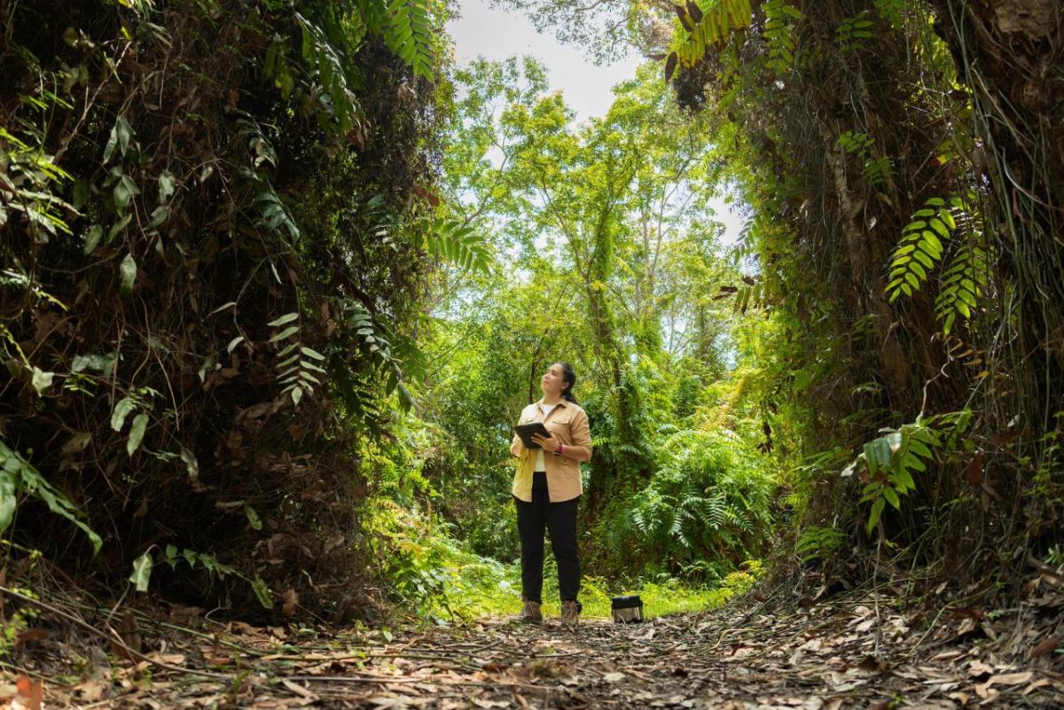 person in the forest