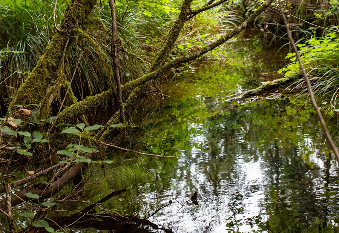 Close up of a stream in a lush green area.