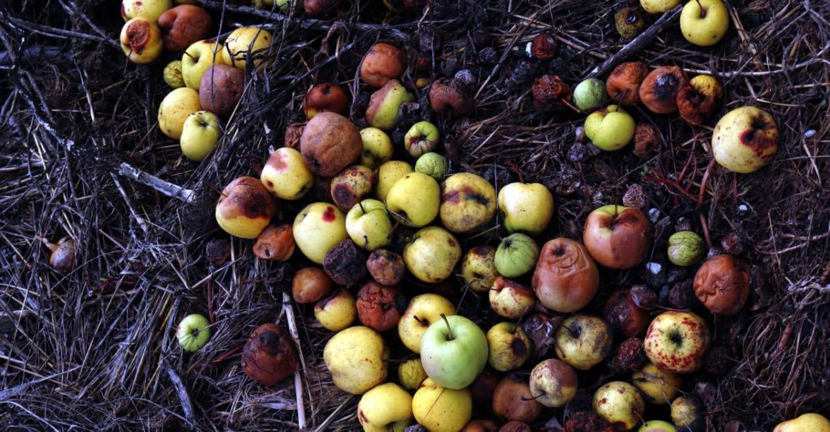 Image courtesy of Sustainable Brands A pile of rotting apples on dark soil