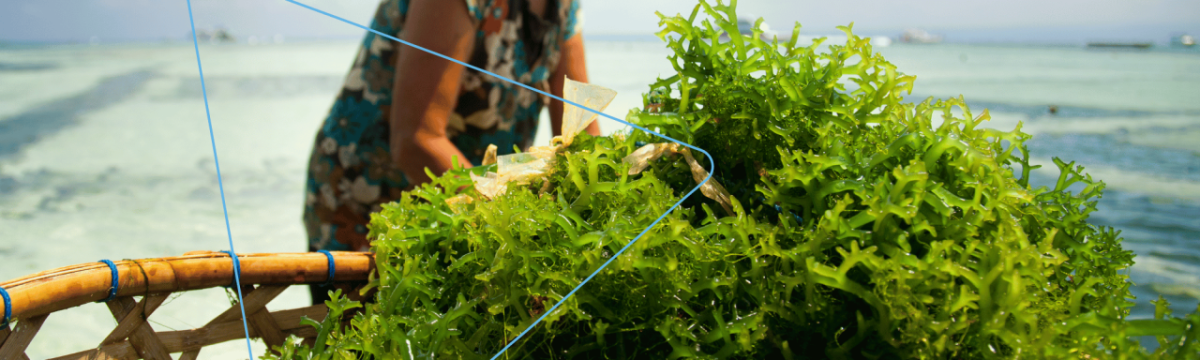 A person behind a basket of seaweed in open water.