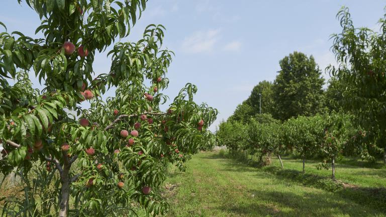 An apple orchard