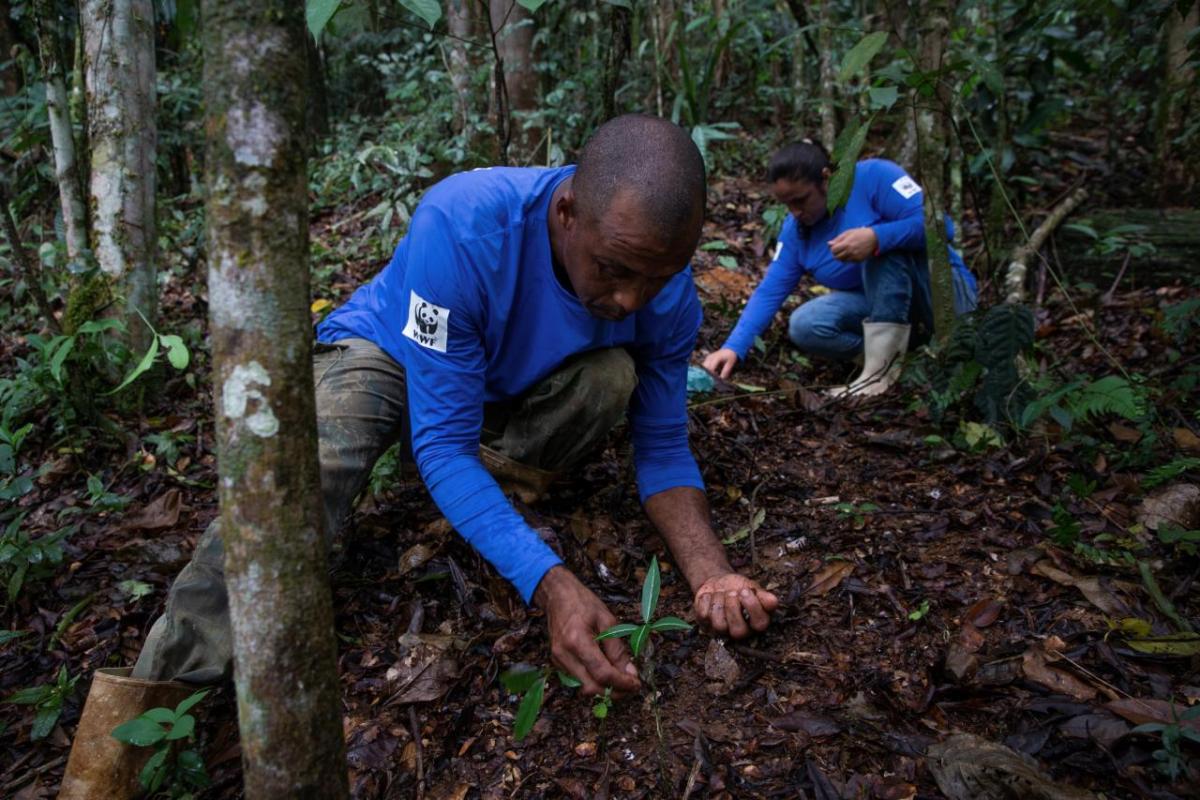 Two people gathering seeds in the forest