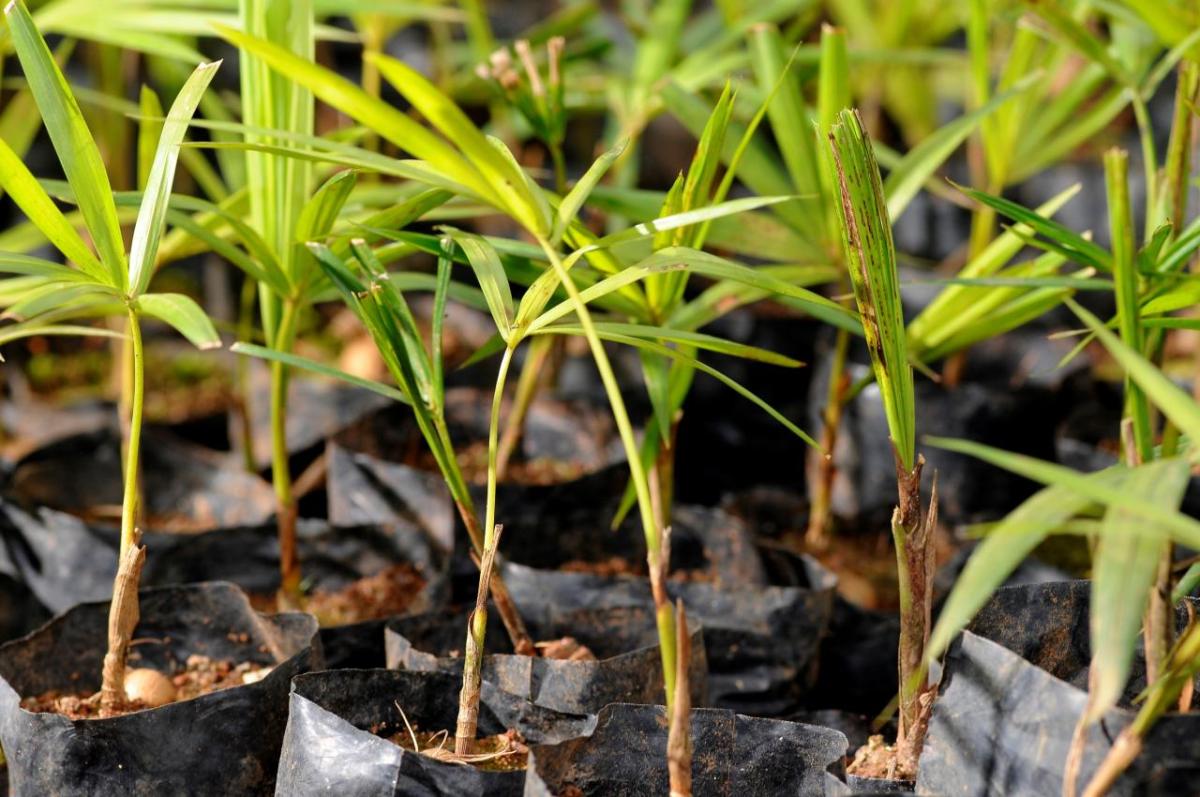 Juçara Palm seedlings