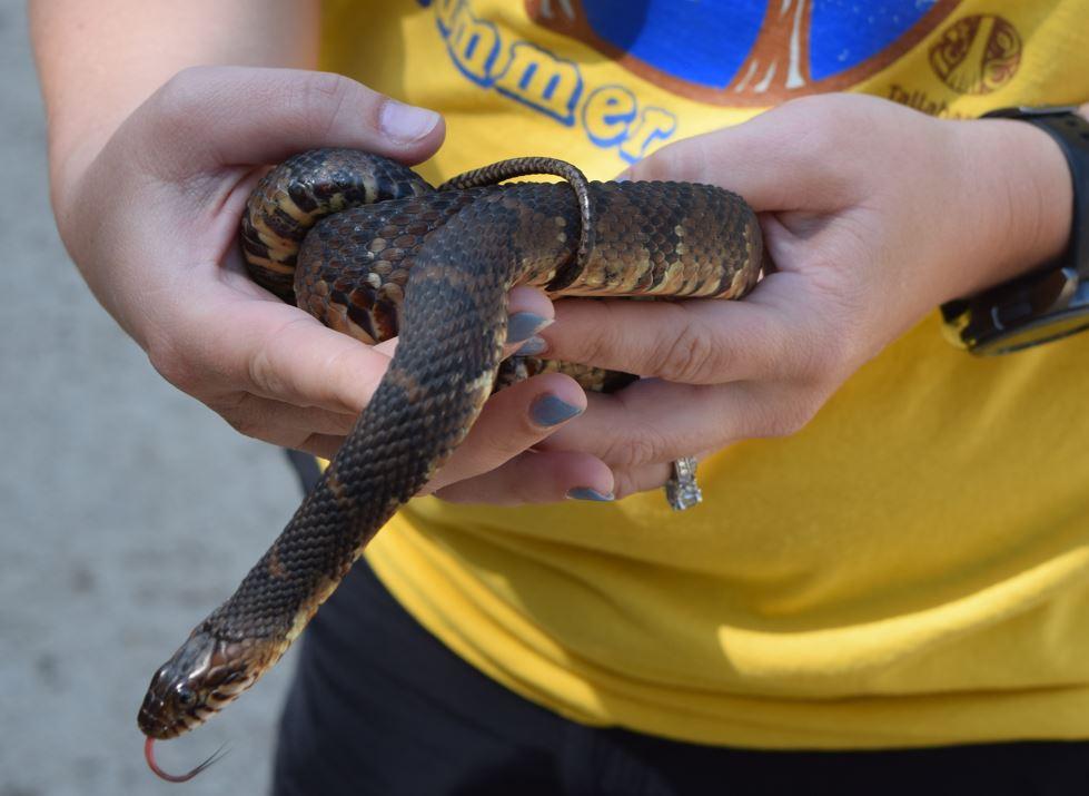 person holding a snake