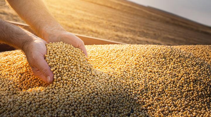 Two hands scooping soybeans.