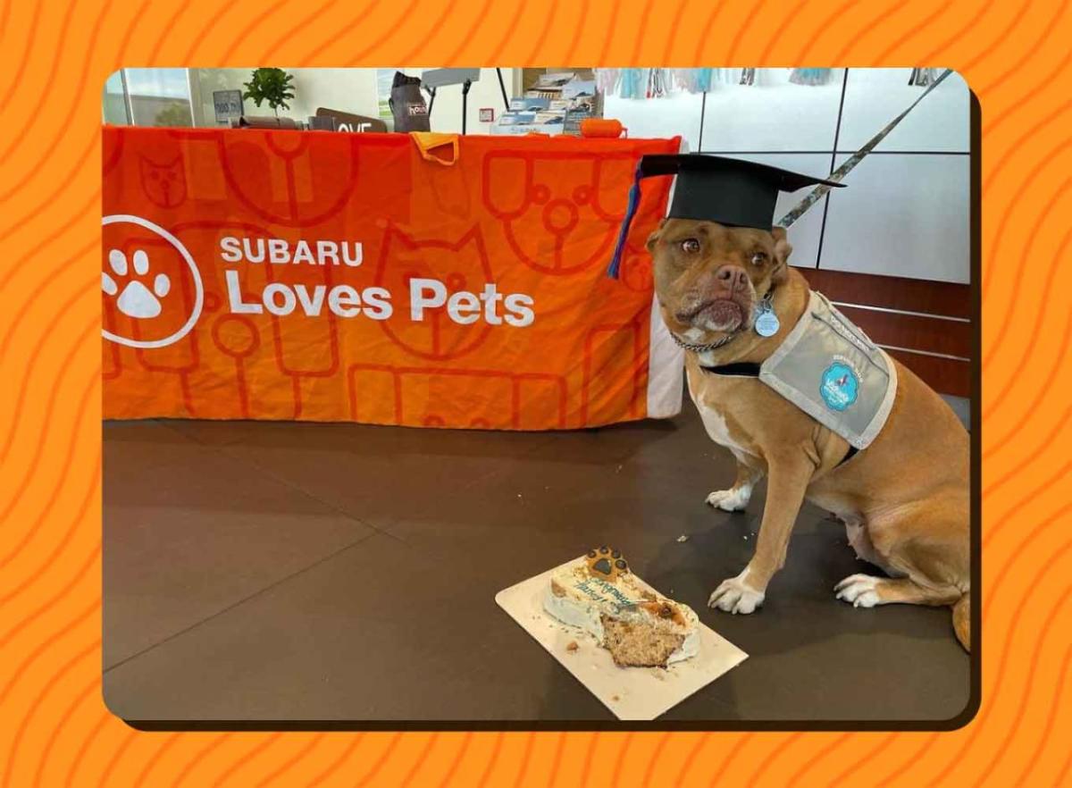 A sitting dog in graduation cap, a treat in front of them.