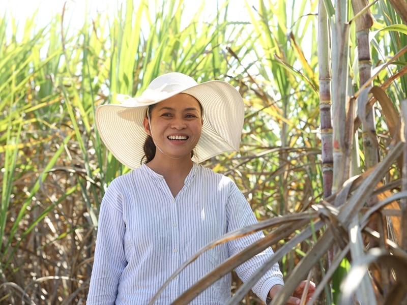 Chaiyaphum Farmer, Rungruedee Wichanwong, expects higher yields despite labor shortage and climate challenges, thanks to her purchase of a Case IH Austoft 9000 sugarcane harvester A person in a large brim hat standing in a sugar cane field
