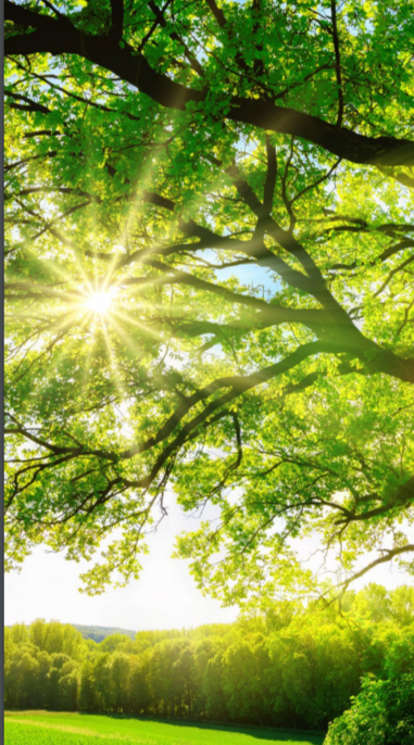 sunshining through the branches of a tree in a field/forest