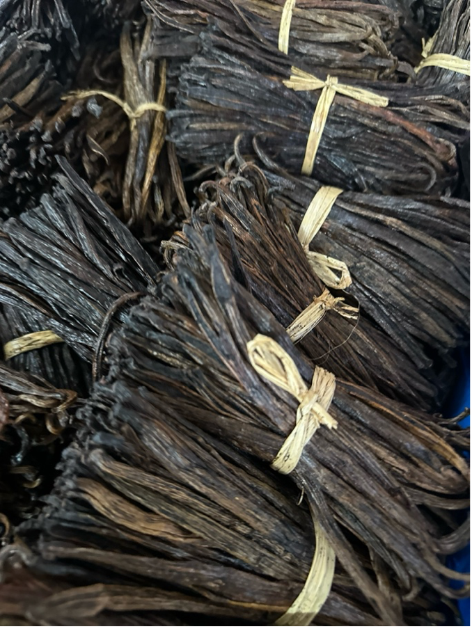 Vanilla beans tied up in bunches