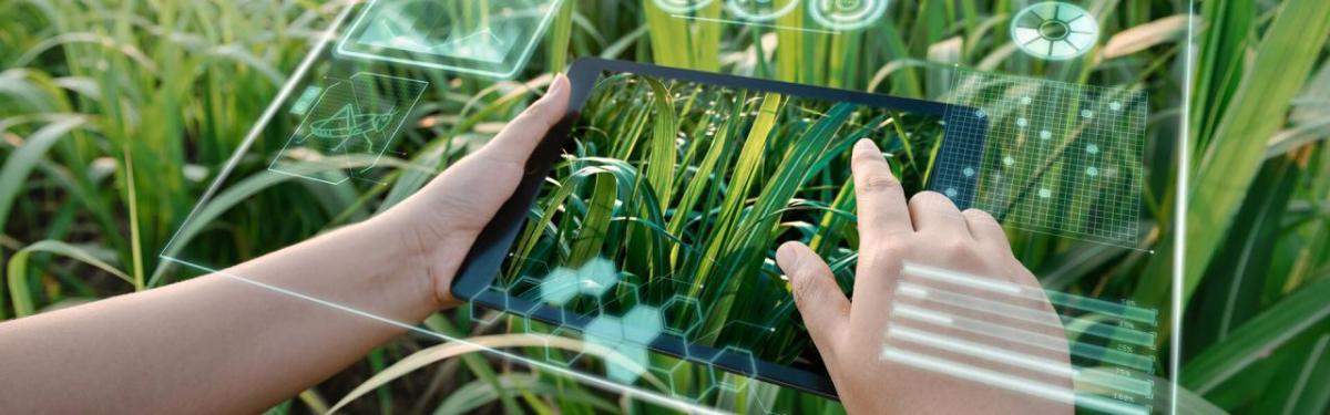 Two hands using a tablet device, dens green plants surrounding.