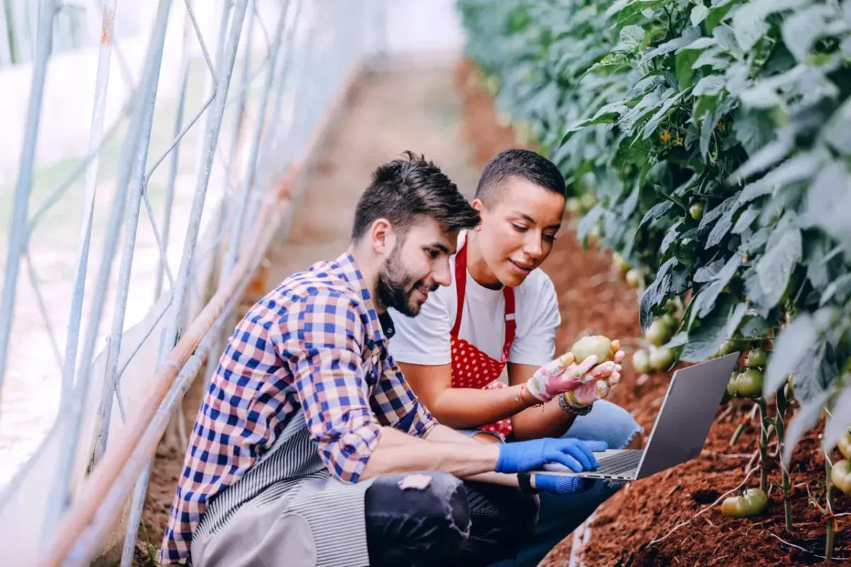 Two people harvesting potatoes in greenhouse