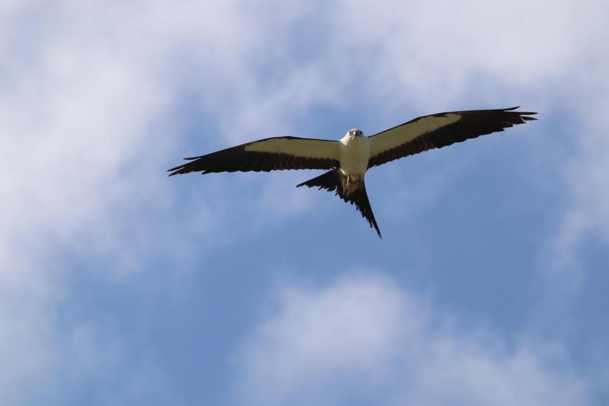 swallow-tailed kites