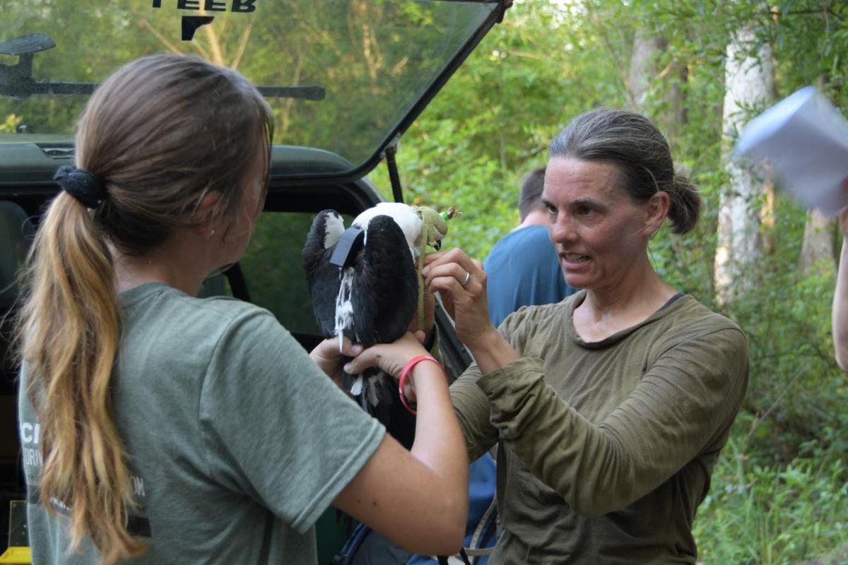 A person holding a swallow-tailed kite 