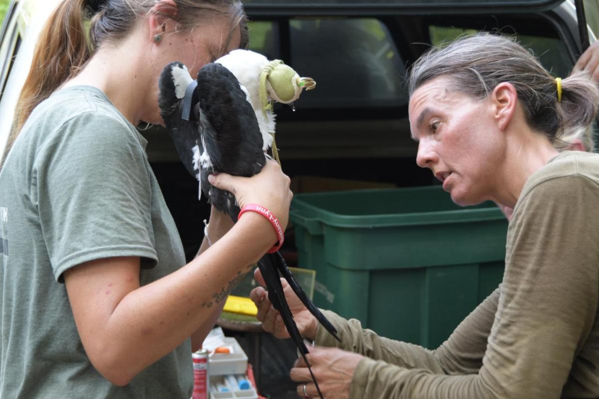 two people helping a bird