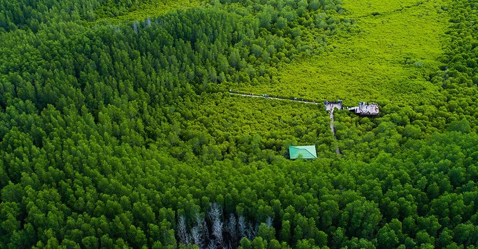 Birds-eye view of a forest