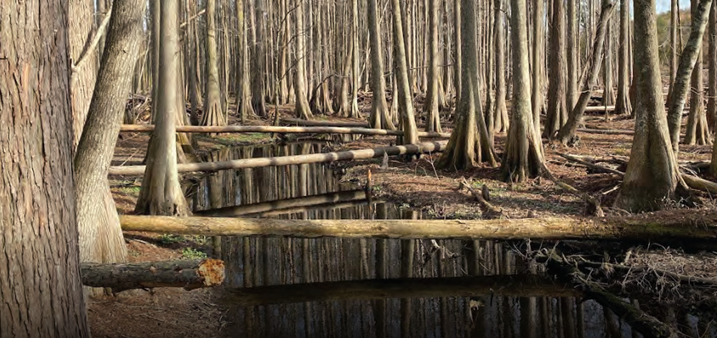 A forested area with small creek and some fallen timbers.