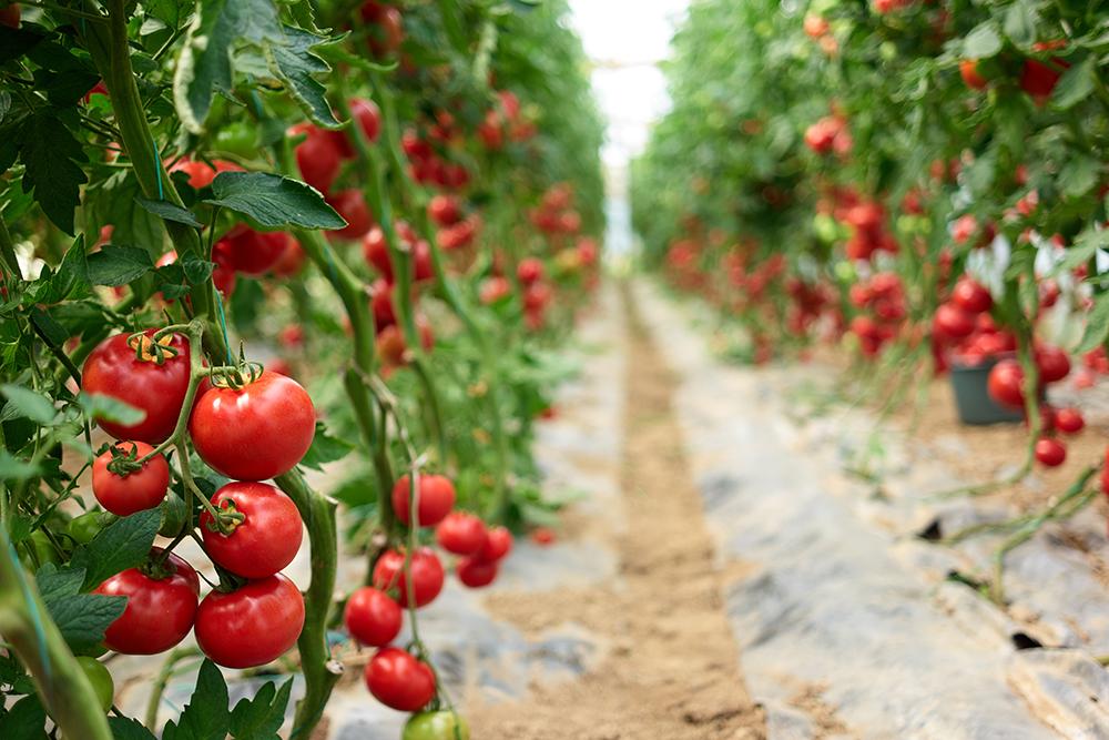 Tomato plants