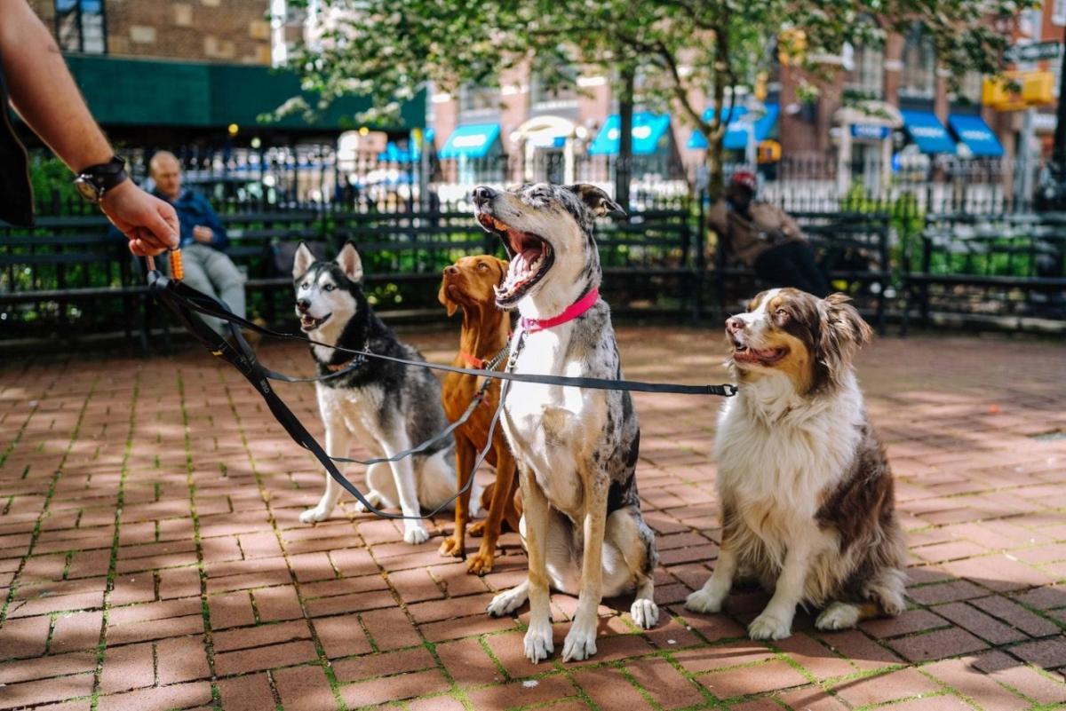 walking four dogs