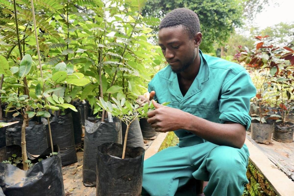 Ernest working with a small sapling at the Four Seasons nursery in Lilongwe, Malawi
