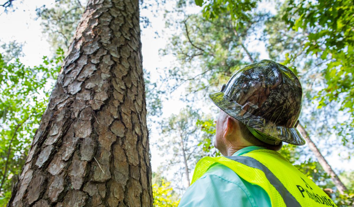 person looking up a tall tree