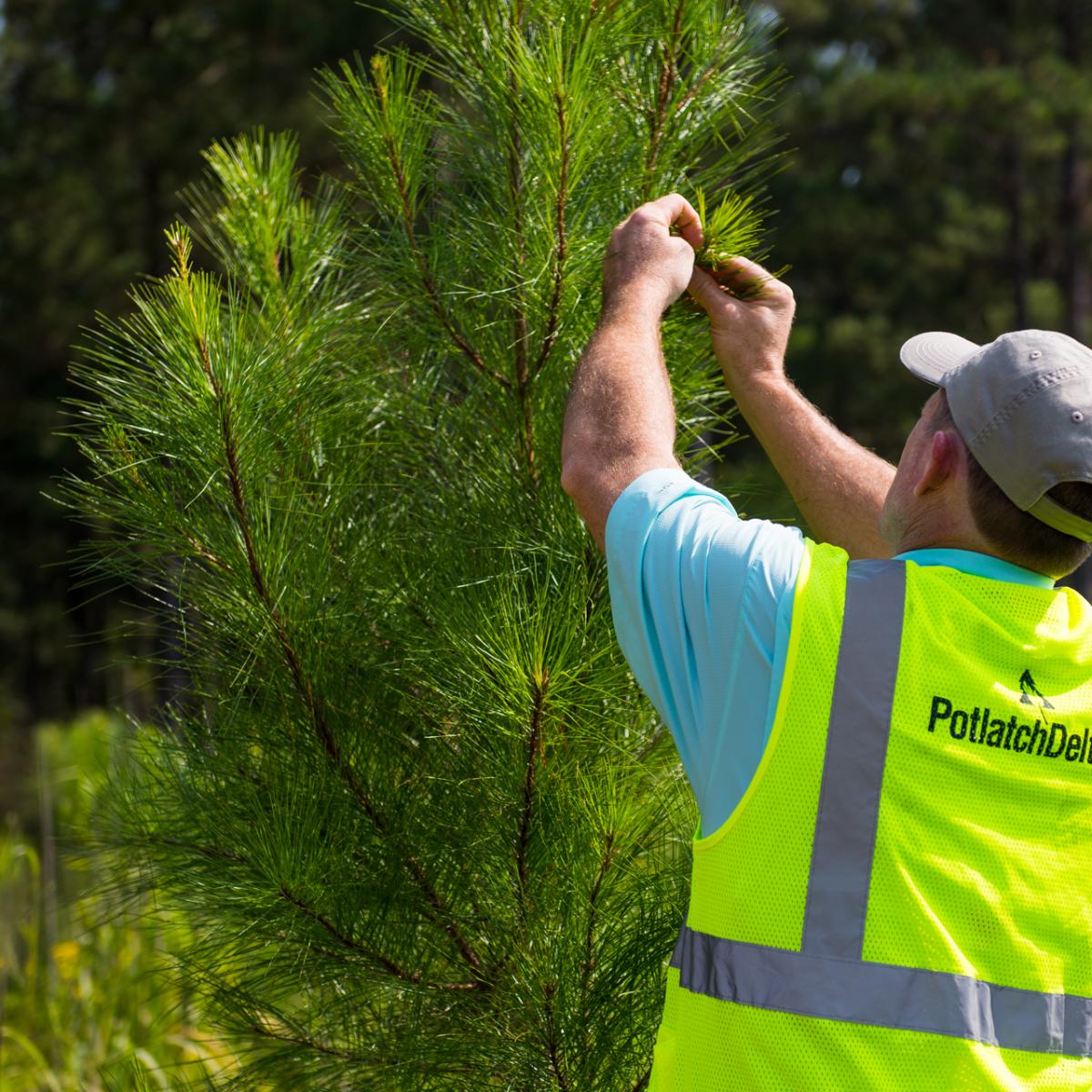 A person tending to a small tree.