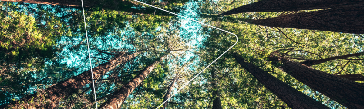 View looking straight up at tree tops in a forest