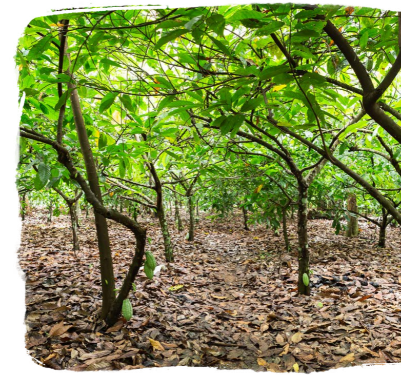 a grove of nut trees