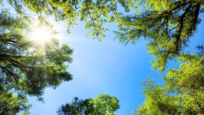 Looking up at a clear blue sky through tree tops.