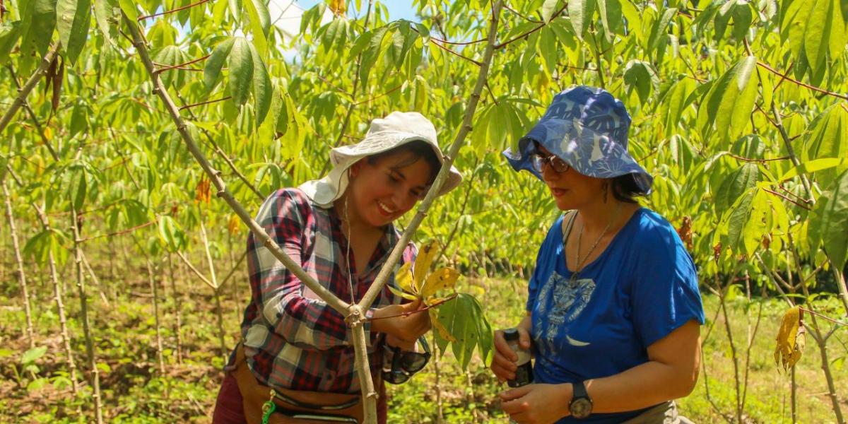 Two farmers inspect the branch of a tree in an orchard. Both wearing sun hats.