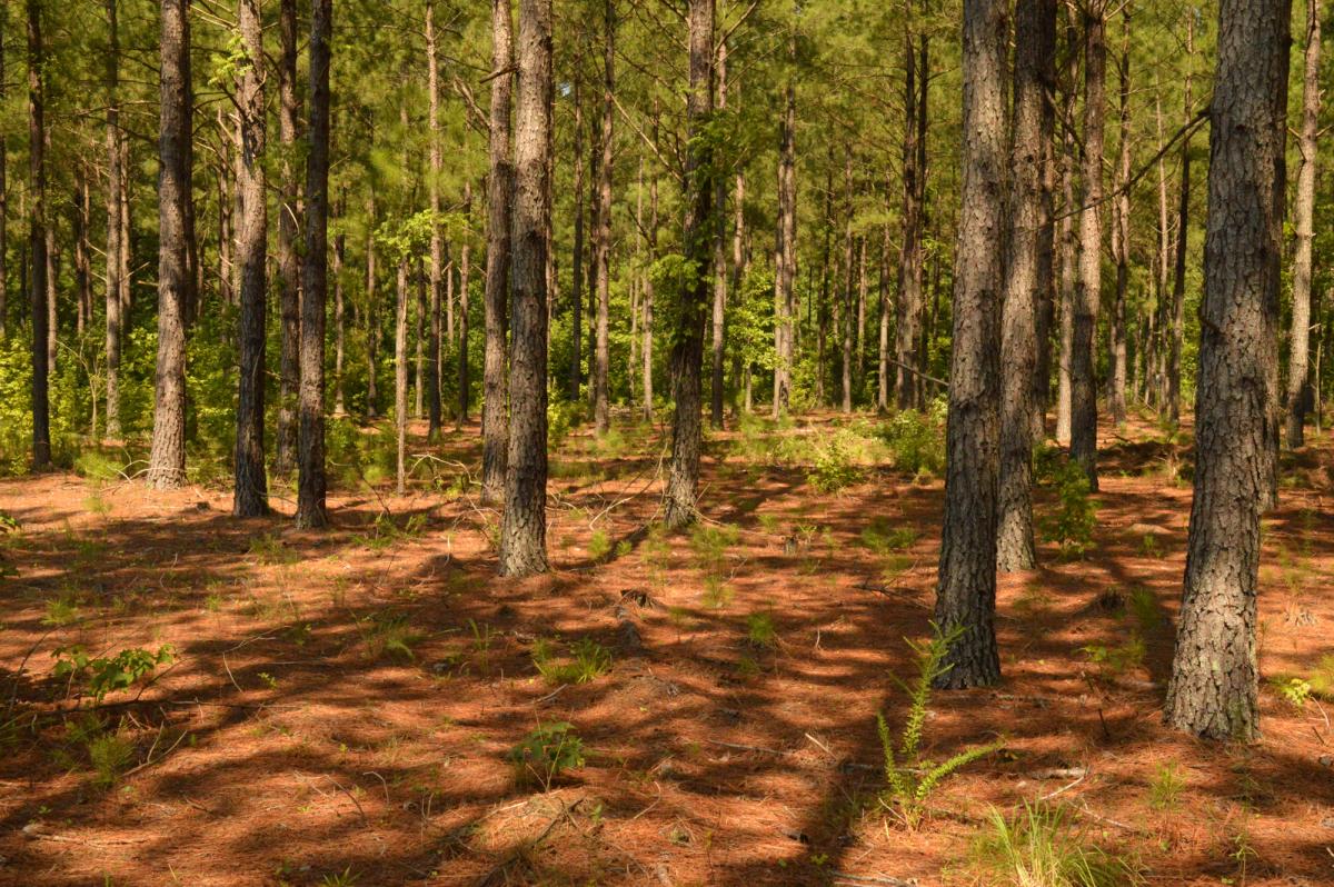 Sources of sustainable wood fiber like this certified pine plantation provide Domtar with ways to play a part in the transition to a bio-based economy.