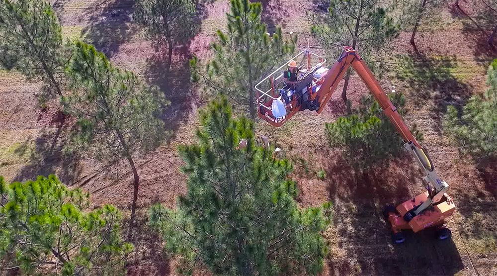 aerial view of a person in a lift at the top of a pine tree.