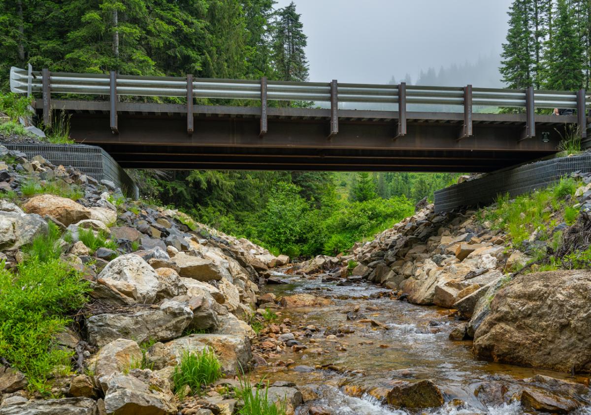 bridge in the forest