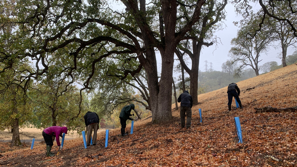 volunteers planting trees and placing blue collars to support them