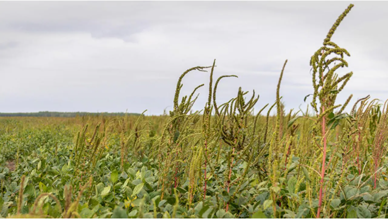 weeds growing