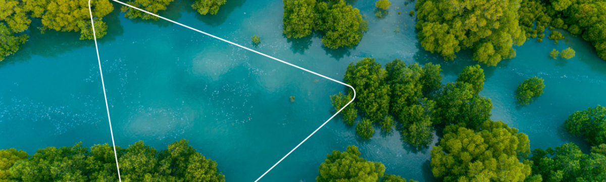 Aerial view of a wetland with lush trees interspersed.