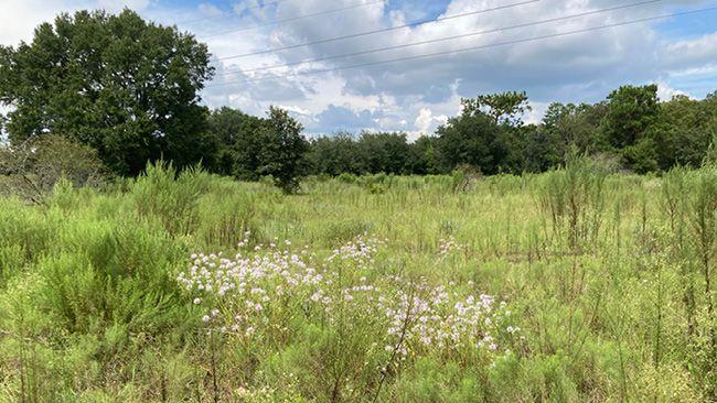 a prairie field with wildflowers and trees