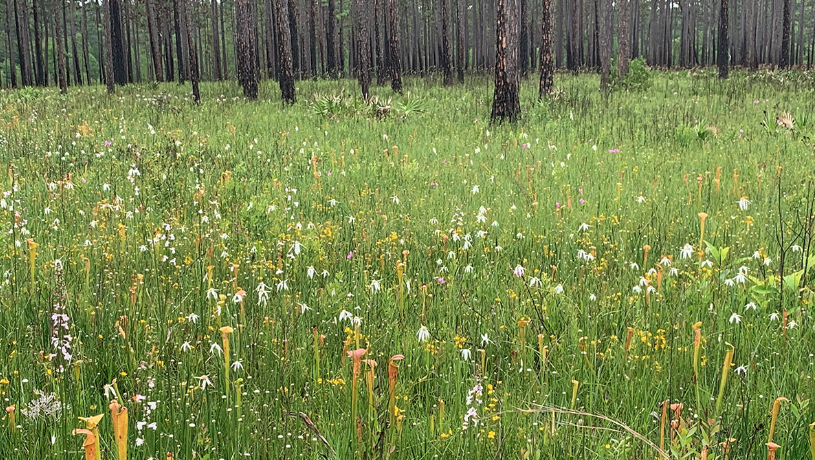 Long grass in a forest