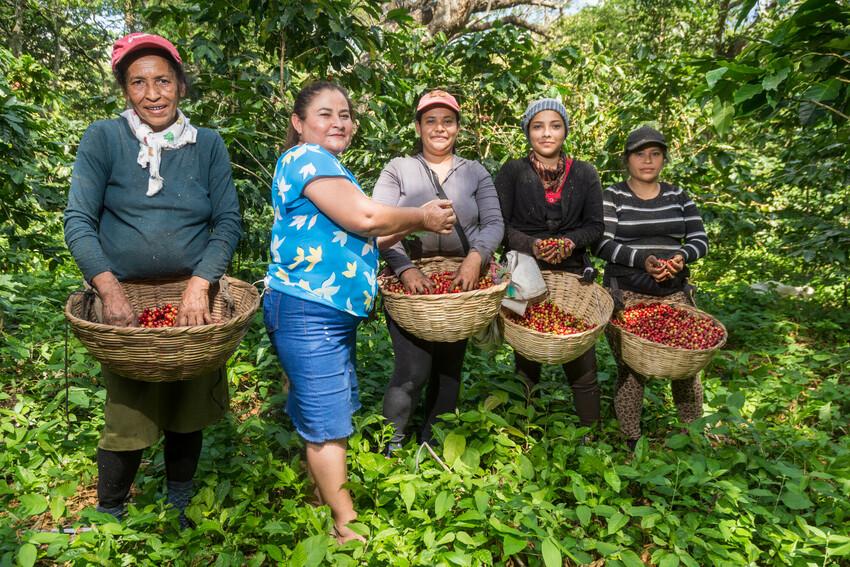 Coffee farmers in El Salvador during harvest.