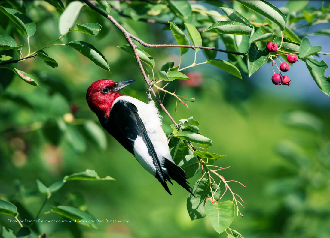 Red-headed Woodpecker