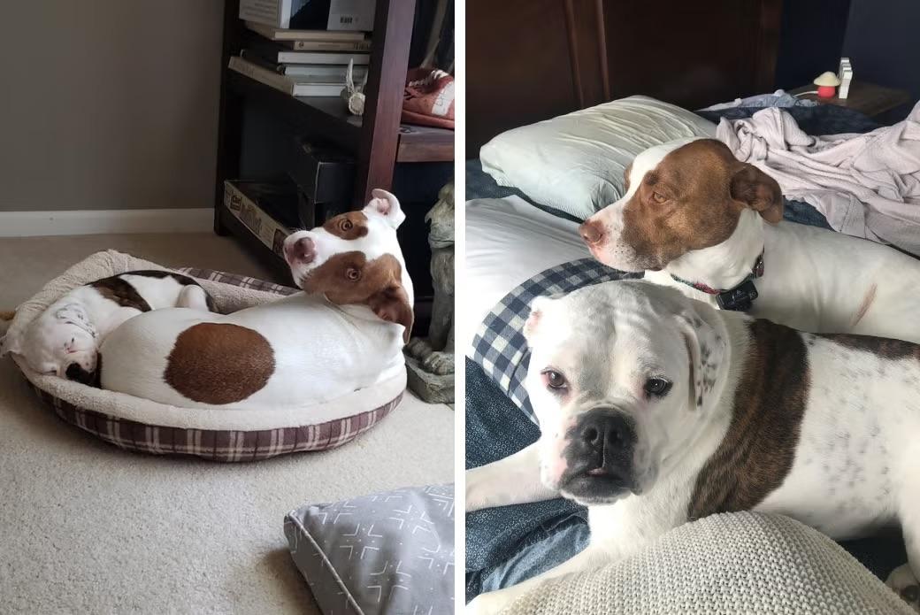 Leah’s former dog, Waffles, with their other dog, Pearl. Image courtesy of ASPCA dogs