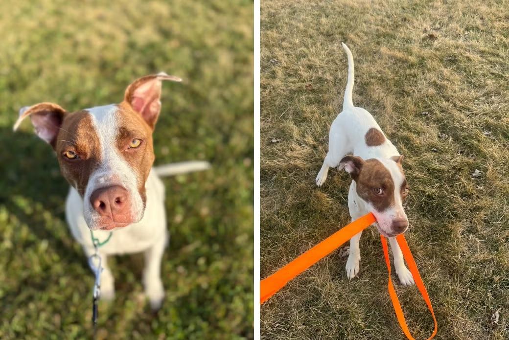 Image courtesy of ASPCA dog posing for pictures