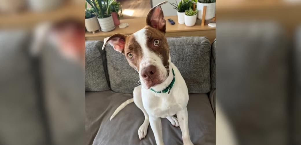 image courtesy of ASPCA dog